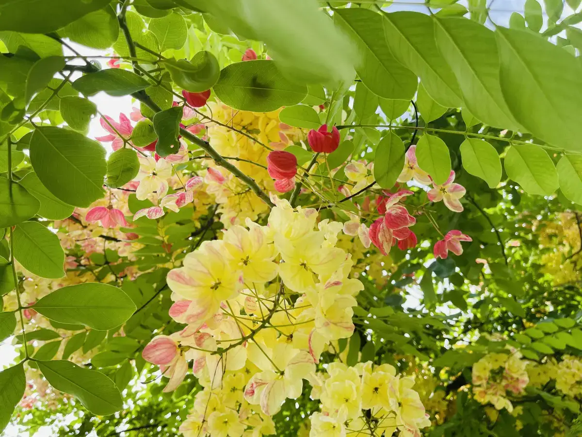 坐着邮轮去旅行