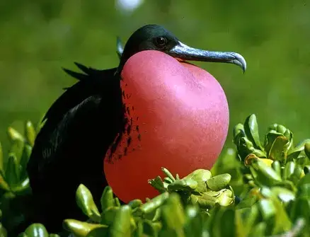 飞鱼——圣地亚哥在海上的朋友