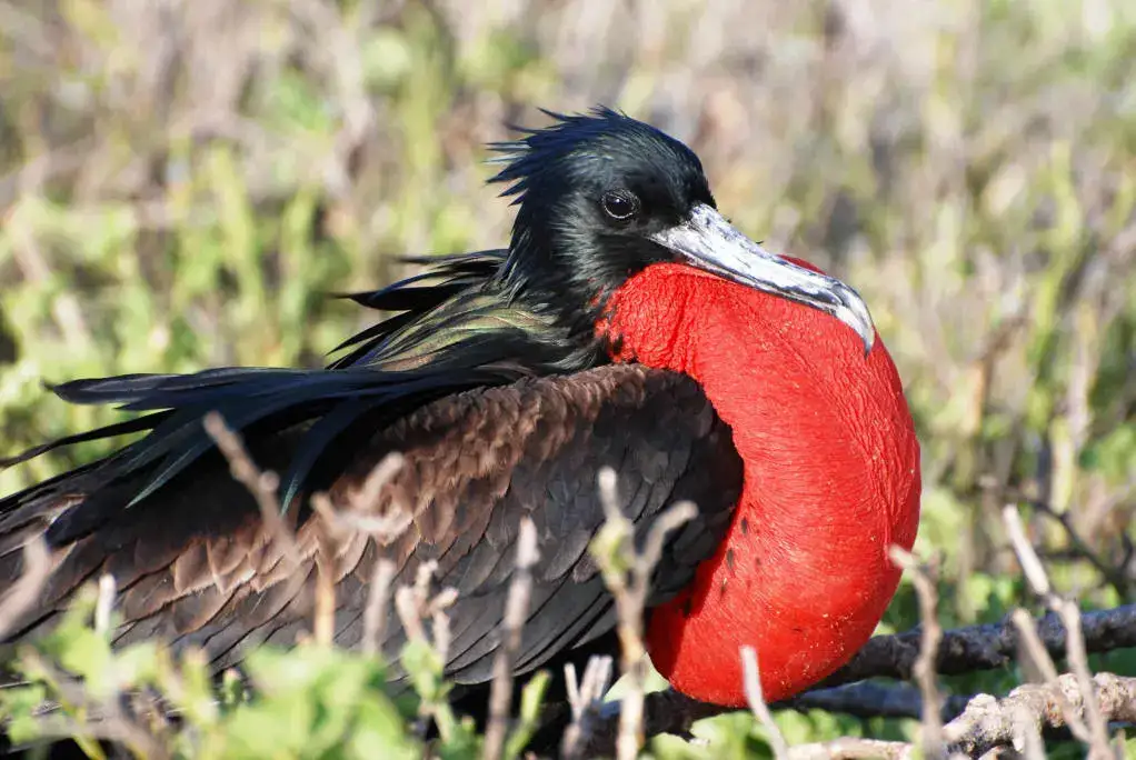 飞鱼——圣地亚哥在海上的朋友