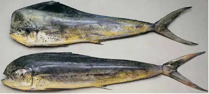 飞鱼——圣地亚哥在海上的朋友