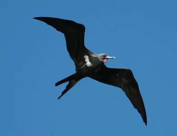 飞鱼——圣地亚哥在海上的朋友