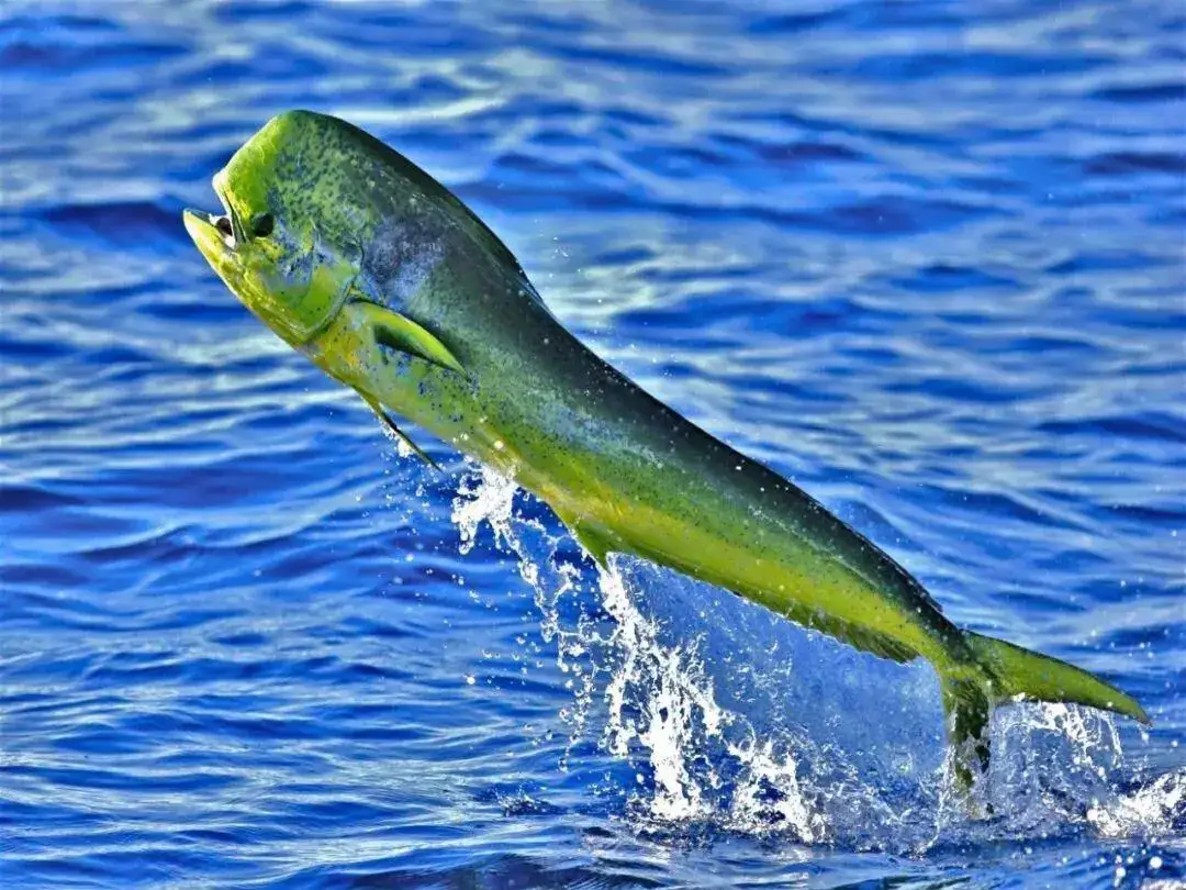 飞鱼——圣地亚哥在海上的朋友