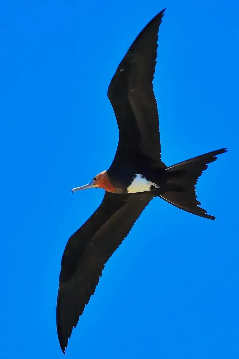 飞鱼——圣地亚哥在海上的朋友