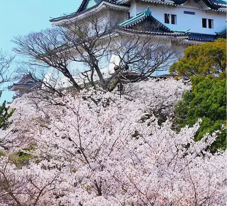 花了一礼拜时间做出来的，想要去日本旅游的，赶紧来看看吧！