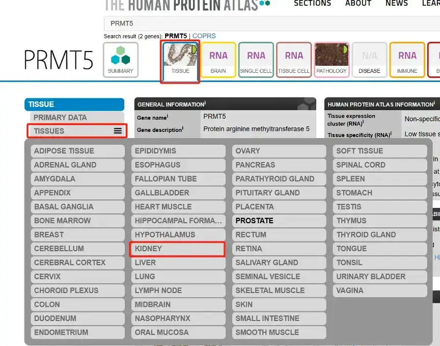 解忧小工具|让HPA验证你的结论,生信文章好帮手