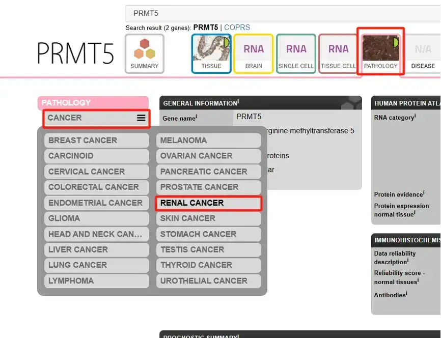 解忧小工具|让HPA验证你的结论,生信文章好帮手