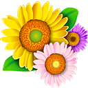 花卉_养花技巧_花卉知识大全_养花达人第一网站海洋花卉网(移动版)